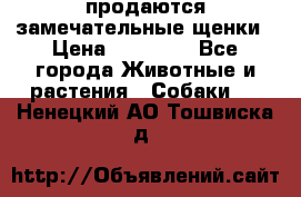 продаются замечательные щенки › Цена ­ 10 000 - Все города Животные и растения » Собаки   . Ненецкий АО,Тошвиска д.